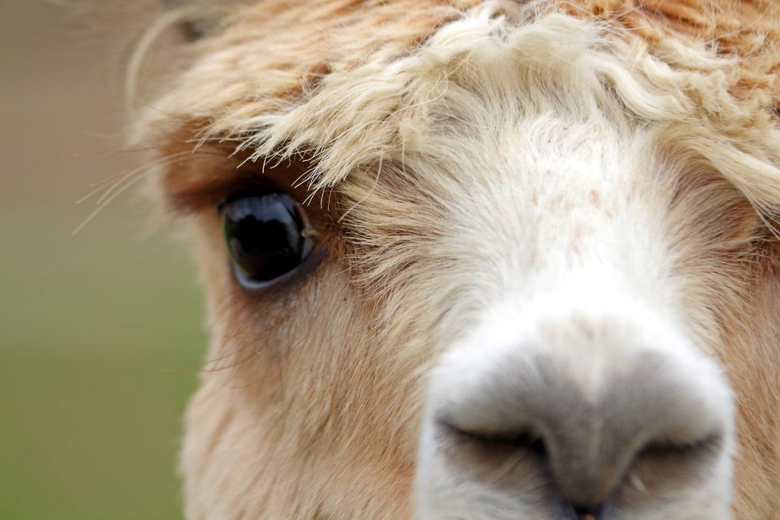 Benefits of Alpaca Wool