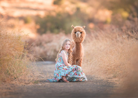 The History and Tradition of Baby Alpaca Wool