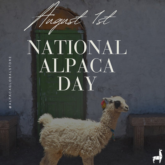 Peru Celebrates August 1st as National Alpaca Day