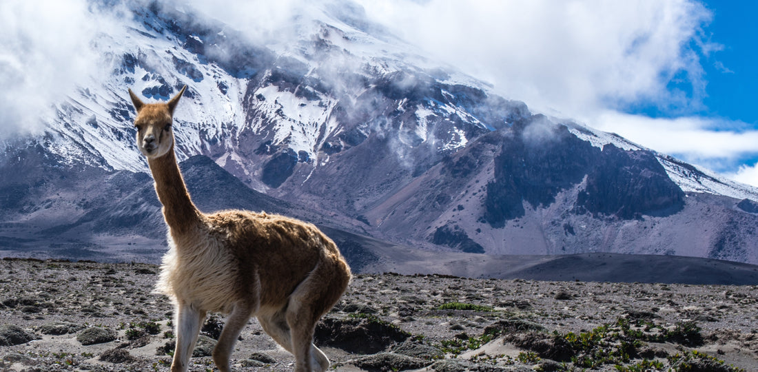 The History of Alpaca: From the Andes Mountains to Global Luxury